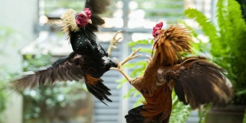 Bí quyết để trải nghiệm đá gà Leo88 tốt hơn